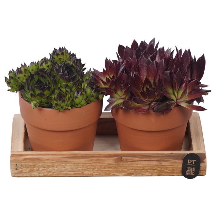 <h4>PTS7478 Arrangement Sempervivum in terracotta potje op hout plateau</h4>