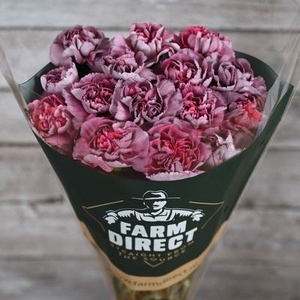 Dianthus ST 'Hypnosis'