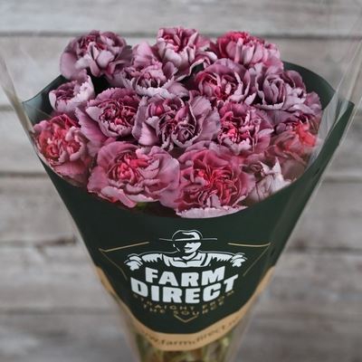 <h4>Dianthus ST 'Hypnosis'</h4>