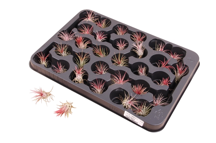 <h4>Tillandsia Ionantha</h4>