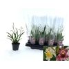 Oncidium Ov