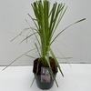 Cortaderia selloana Rosea