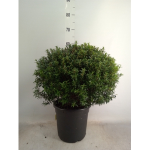 Myrtus communis