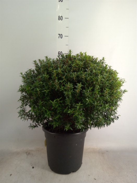 <h4>Myrtus communis</h4>