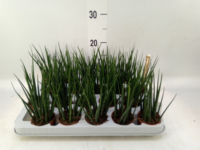 <h4>Sansevieria  'Fernwood'</h4>
