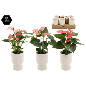 Anthurium9 cm - 3 color mix in Diabolo ceramics