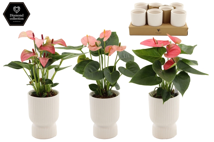 <h4>Anthurium9 cm - 3 color mix in Diabolo ceramics</h4>