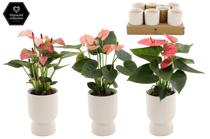 <h4>Anthurium 9 cm 3 color mix in Diabolo ceramics</h4>