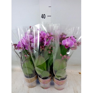 Phalaenopsis multi. 'Ant Vienna'