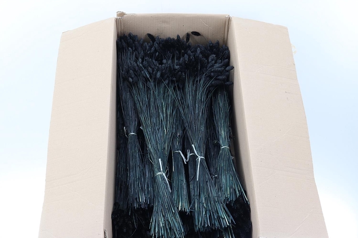 <h4>Phalaris Black 100gr</h4>