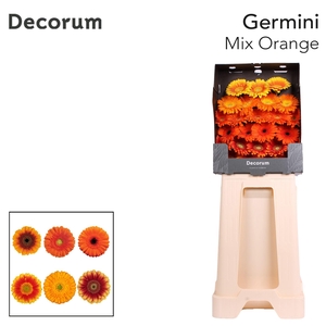Germini Mix Oranje Diamond