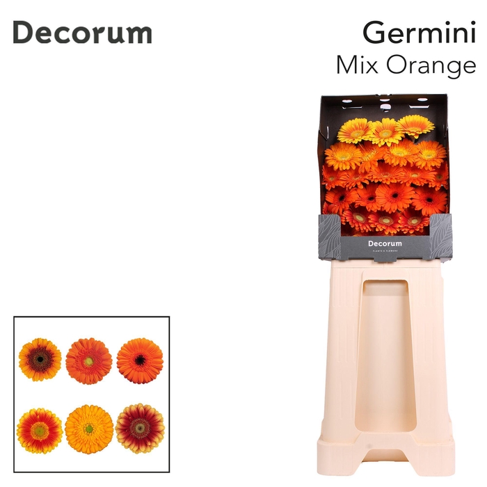 <h4>Germini Mix Oranje Diamond</h4>