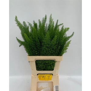 Asparagus densiflorus 'Meyers'