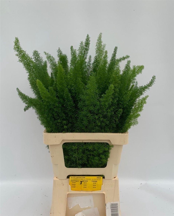 <h4>Asparagus densiflorus 'Meyers'</h4>