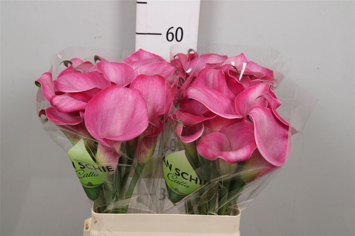 <h4>Zant Fantasia</h4>