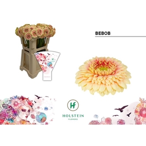 Germini Pomponi Bebob Water x60
