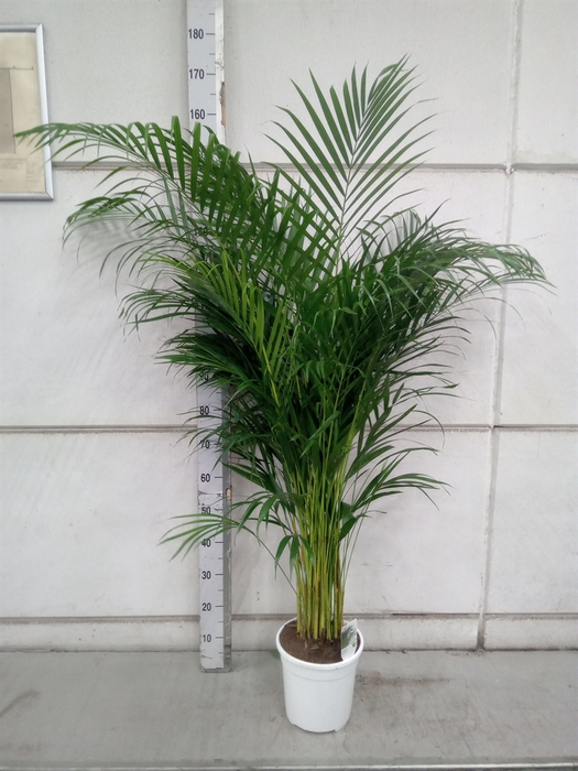 <h4>Dypsis lutescens   ...Chrysalidoca</h4>