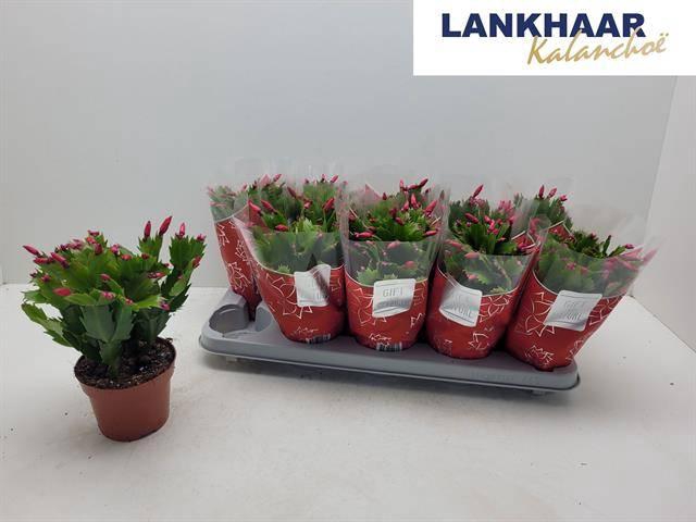 <h4>SCHLUMB FLAME RED</h4>