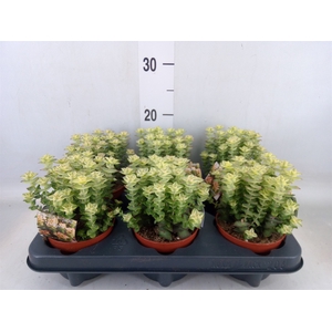 Crassula perforata