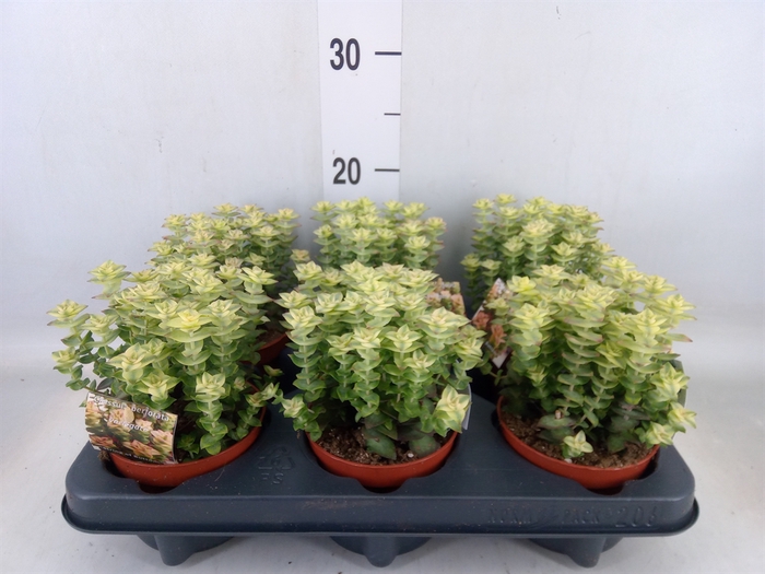 <h4>Crassula perforata</h4>