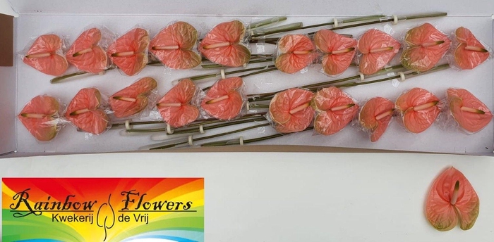 <h4>ANTH A AVO GABRIELLA</h4>