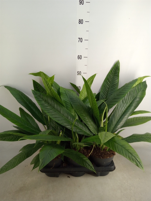 <h4>Philodendron   ...</h4>