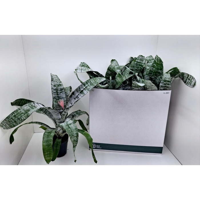 <h4>AECH FAS PRIMERA</h4>