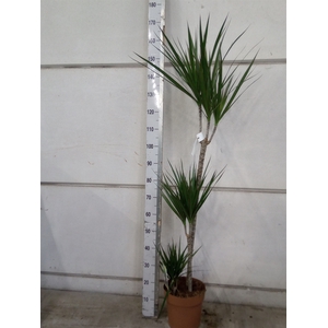 Dracaena marg.