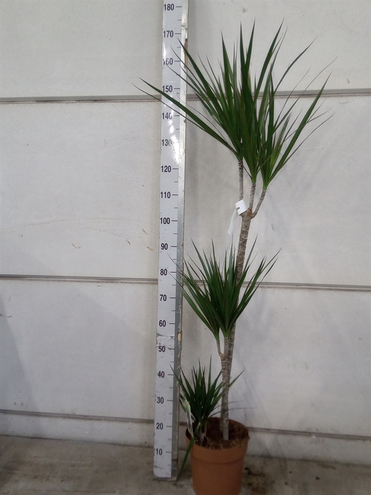 <h4>Dracaena marg.</h4>