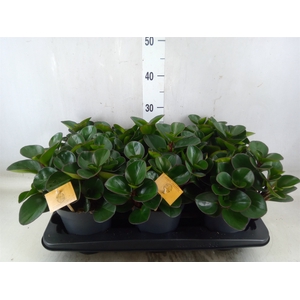 Peperomia obt. 'Burning Bush'