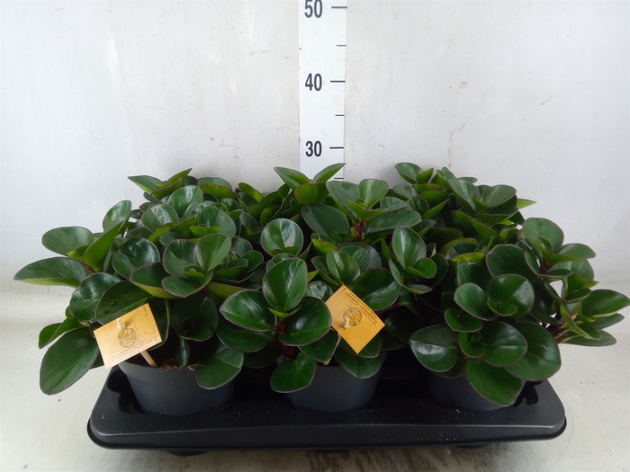 <h4>Peperomia obt. 'Burning Bush'</h4>