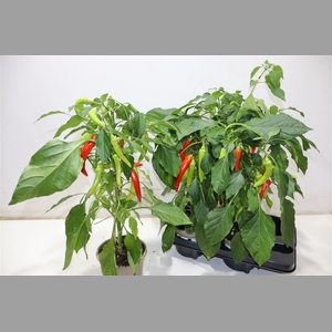 Peper Planten