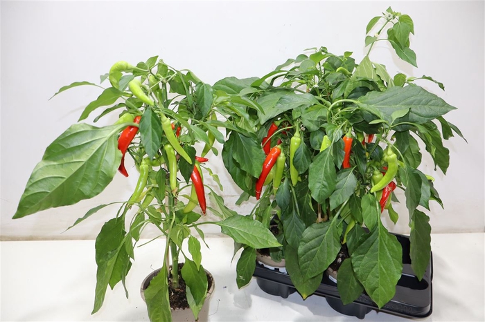 <h4>Peper Planten</h4>