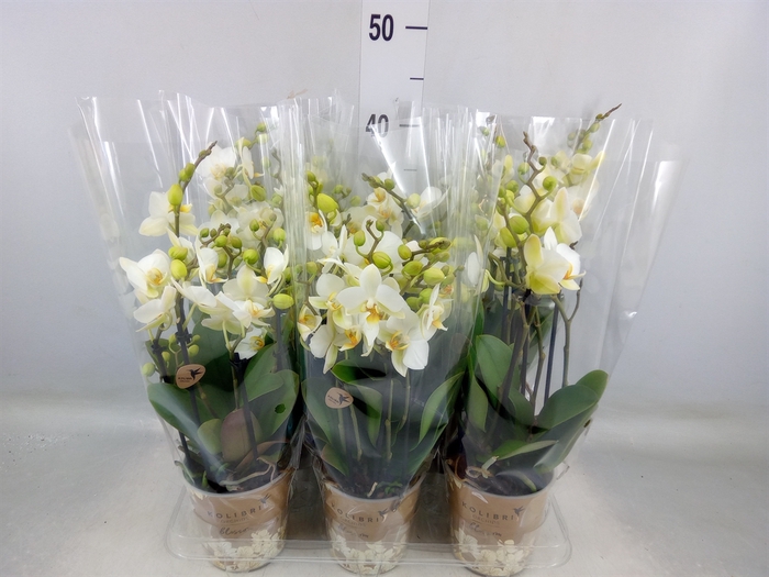 <h4>Phalaenopsis multi. 'Ant Lausanne'</h4>