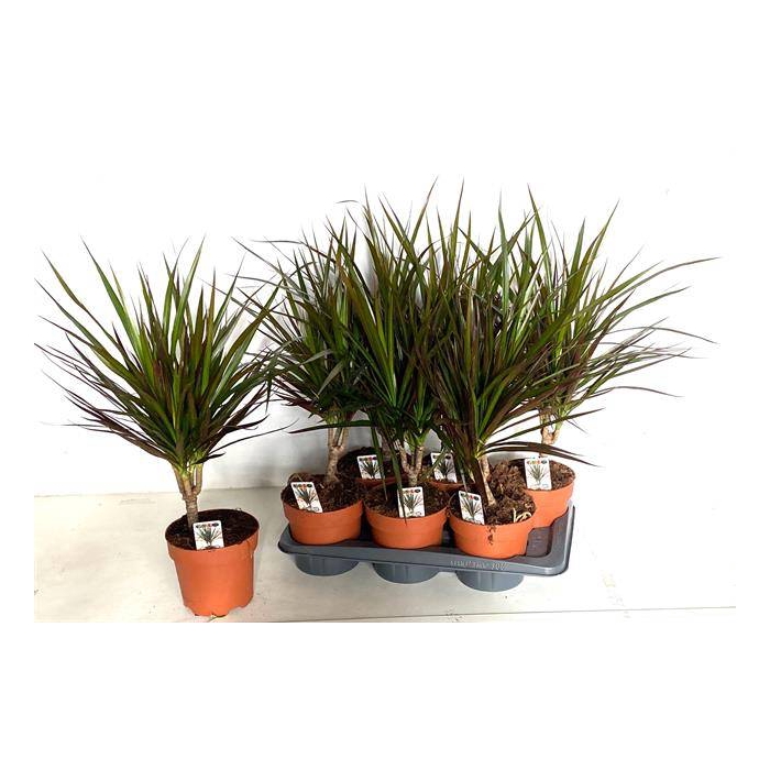 <h4>Dracaena marginata Magenta 17Ø 75cm 1pp</h4>