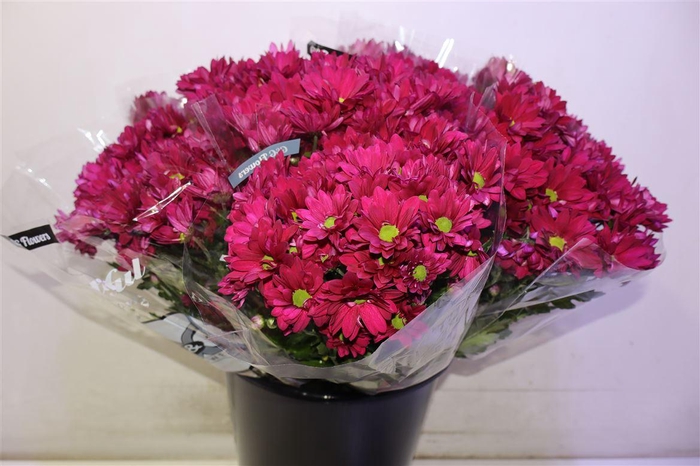 <h4>Chr T Purple Star</h4>