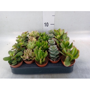 Crassula   ...mix