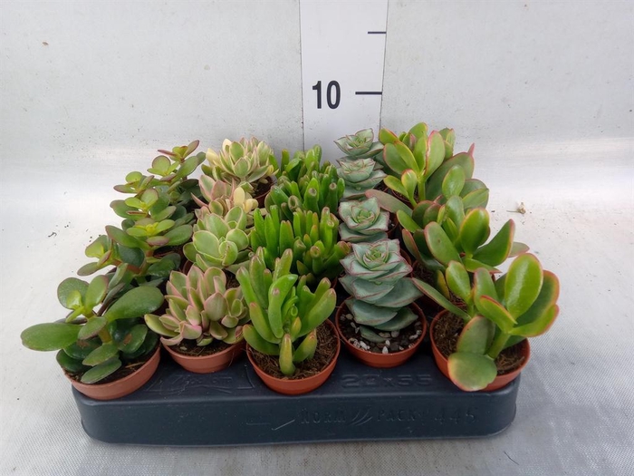<h4>Crassula   ...mix</h4>
