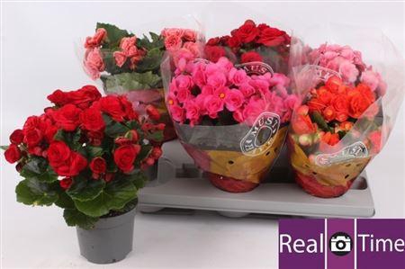 <h4>Begonia Eliator Gr Dubbel Gem</h4>
