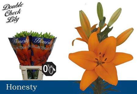 <h4>Li La Honesty</h4>