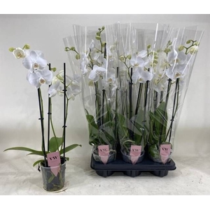 PHAL AN INVERNESS