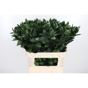 Ruscus