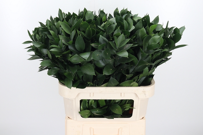 <h4>Ruscus</h4>