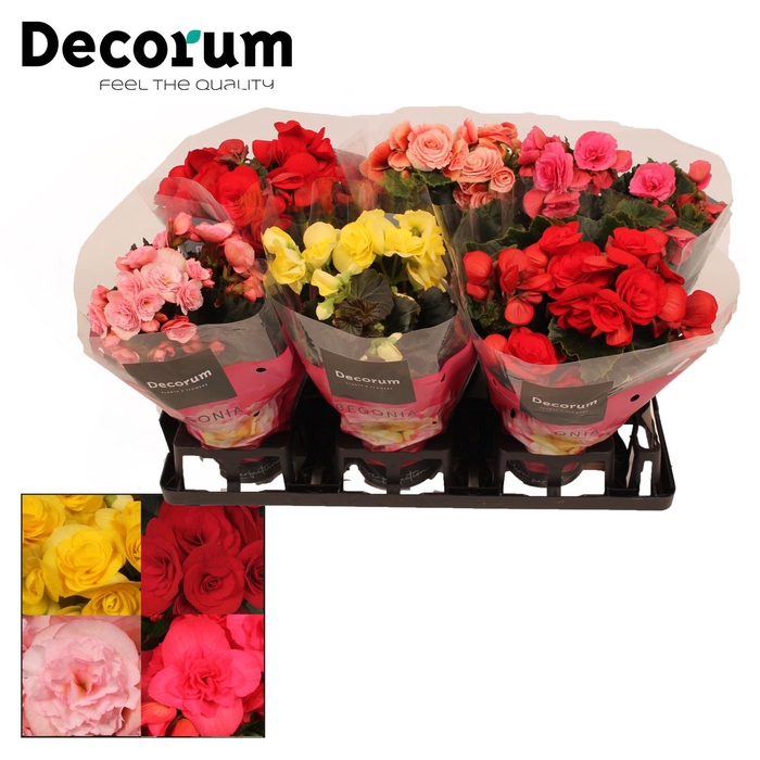 <h4>Begonia Mix 13 cm in Floratino</h4>