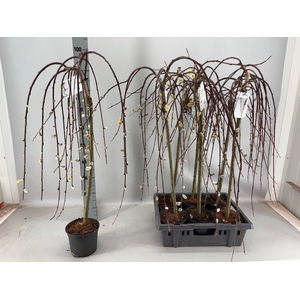 SALIX CAP KILMARNOCK