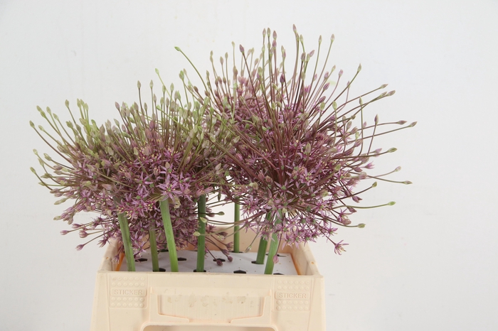 <h4>ALLIUM SCHUBERTII</h4>