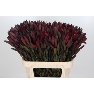 Leucadendron Saf Sunset Dark R.