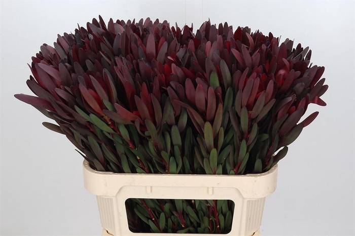 <h4>Leucadendron Saf Sunset Dark R.</h4>