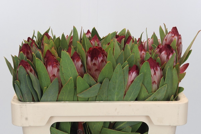 <h4>Protea Robijn</h4>