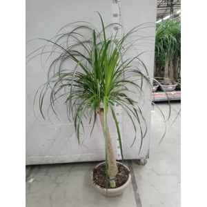 Beaucarnea recurvata